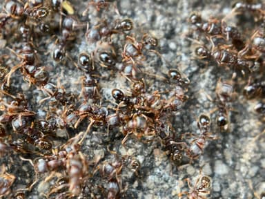 Tetramorium immigrans photo 148