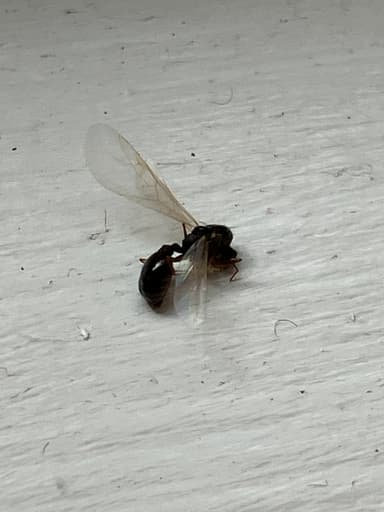 Tetramorium immigrans photo 149