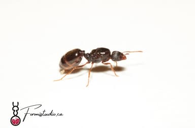 Tetramorium immigrans photo 150