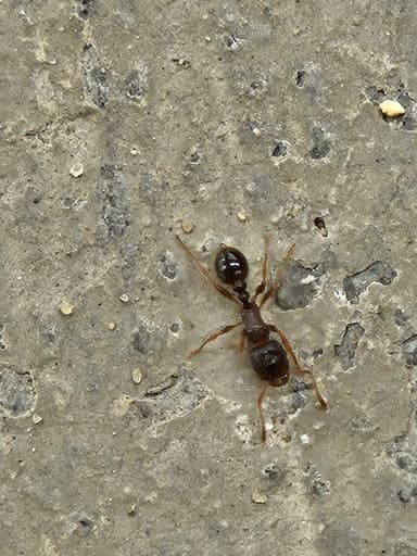 Tetramorium immigrans photo 152