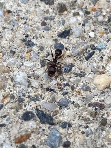 Tetramorium immigrans photo 155