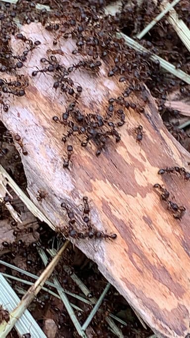 Tetramorium immigrans photo 157