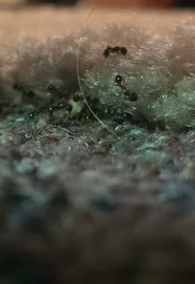 Tetramorium immigrans photo 158