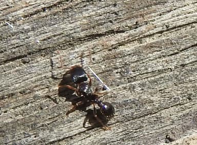 Tetramorium immigrans photo 159