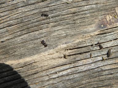 Tetramorium immigrans photo 160