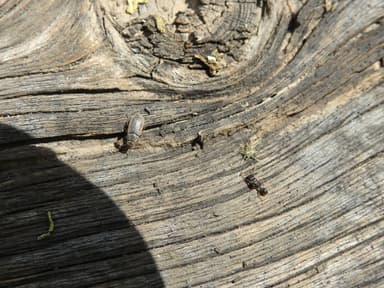 Tetramorium immigrans photo 161