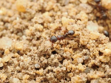 Tetramorium immigrans photo 164