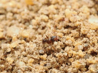 Tetramorium immigrans photo 165