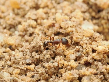 Tetramorium immigrans photo 166
