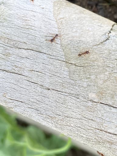 Tetramorium immigrans photo 167