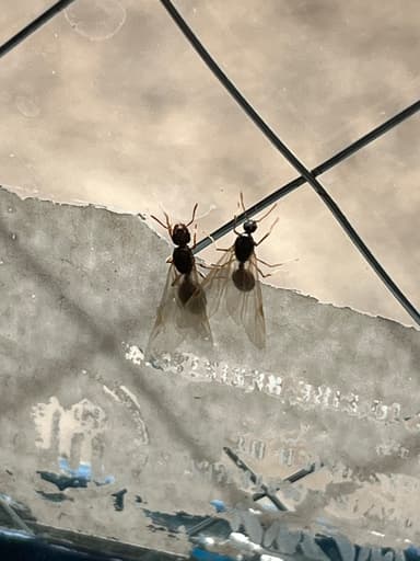 Tetramorium immigrans photo 168