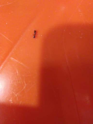 Tetramorium immigrans photo 169