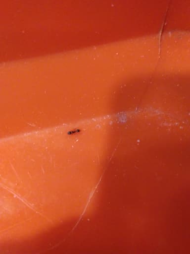 Tetramorium immigrans photo 170