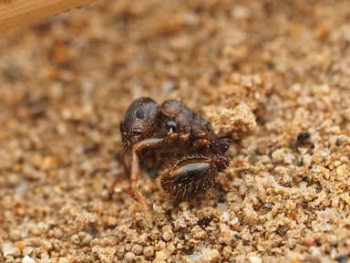 Tetramorium immigrans — colony photo 171
