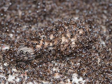 Tetramorium immigrans photo 173