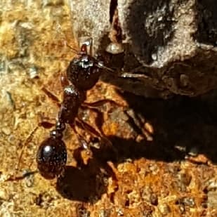 Tetramorium immigrans photo 174