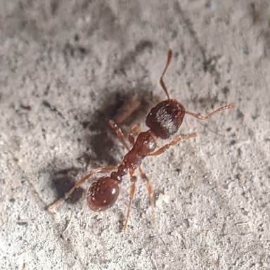 Tetramorium immigrans photo 176