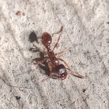 Tetramorium immigrans photo 177