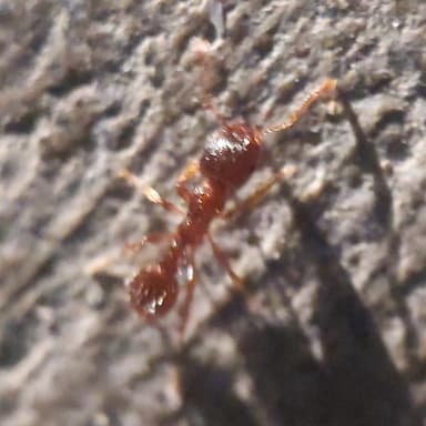 Tetramorium immigrans photo 178