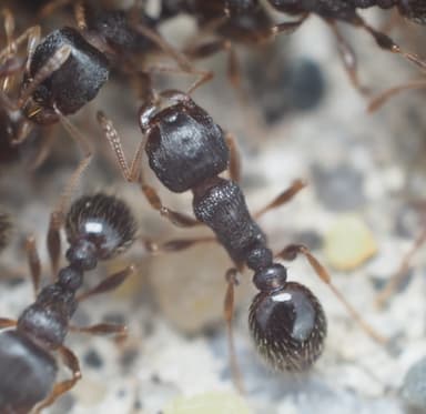 Tetramorium immigrans photo 179