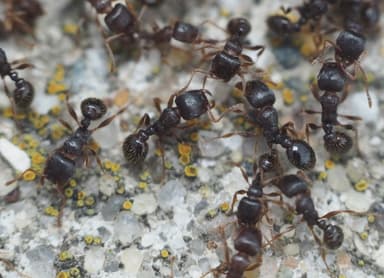Tetramorium immigrans photo 181