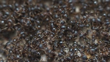 Tetramorium immigrans photo 182