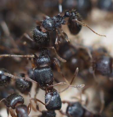 Tetramorium immigrans photo 183