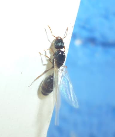 Tetramorium immigrans photo 184