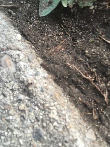 Tetramorium immigrans photo 188