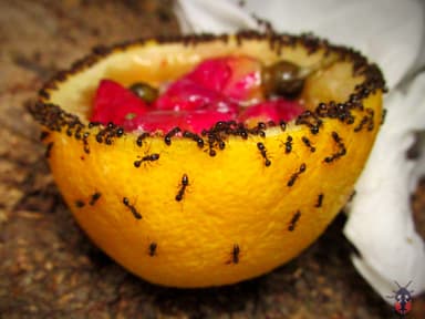 Tetramorium immigrans photo 189