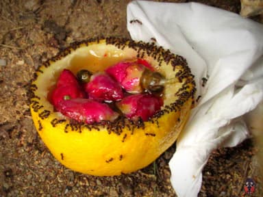 Tetramorium immigrans photo 190