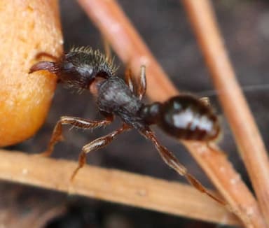 Tetramorium immigrans photo 191