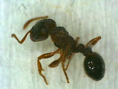 Tetramorium immigrans photo 192