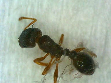 Tetramorium immigrans photo 194