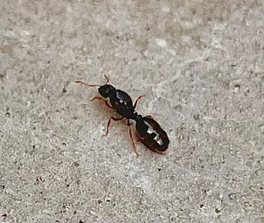 Tetramorium immigrans — queen photo 195