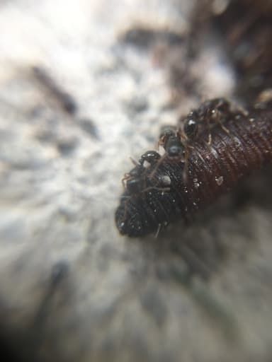 Tetramorium immigrans photo 196