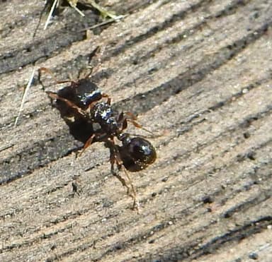 Tetramorium immigrans photo 197