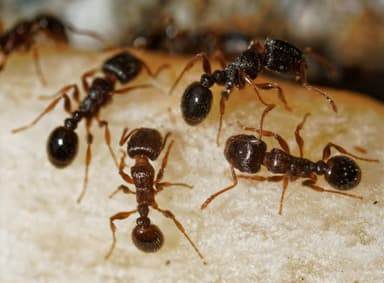 Tetramorium immigrans photo 2