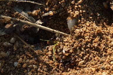 Tetramorium immigrans photo 3