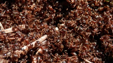Tetramorium immigrans photo 4