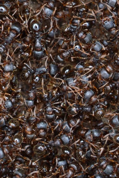 Tetramorium immigrans photo 5