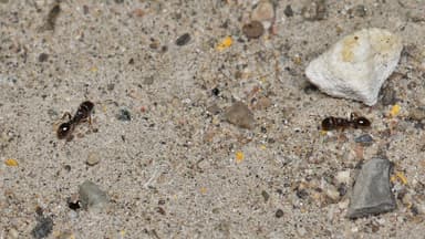 Tetramorium immigrans photo 6