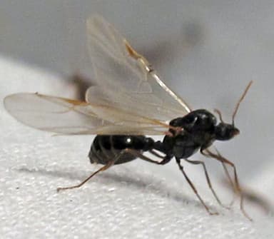 Tetramorium immigrans photo 7