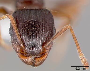 Tetramorium immigrans — queen photo 8