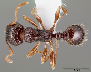 Tetramorium immigrans — queen photo 9