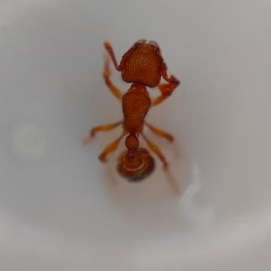 Tetramorium lanuginosum photo 1