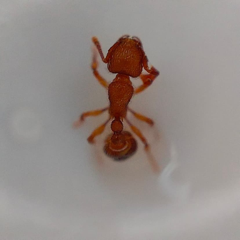 Tetramorium lanuginosum photo 1