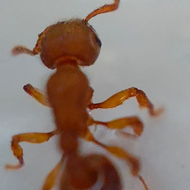 Tetramorium lanuginosum photo 2