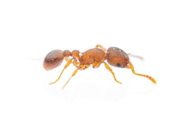 Tetramorium lanuginosum — worker photo 3