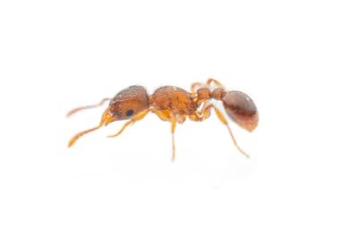 Tetramorium lanuginosum — worker photo 4